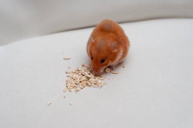 Kırmızı hamster beyaz arka planda mısır gevreği yiyor..