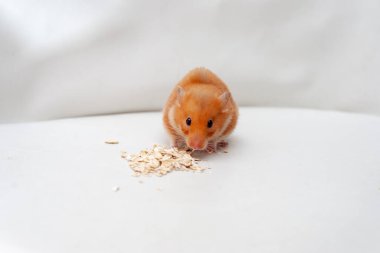 Kırmızı hamster beyaz arka planda mısır gevreği yiyor..