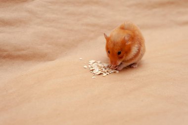 Kırmızı hamster açık kahverengi arka planda mısır gevreği yiyor..
