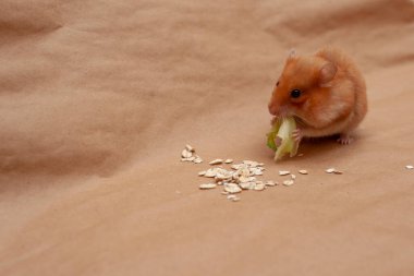 Kırmızı hamster açık kahverengi arka planda mısır gevreği ve lahana yaprakları yiyor..