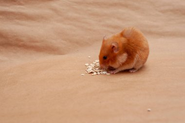 Kırmızı hamster açık kahverengi arka planda mısır gevreği yiyor..