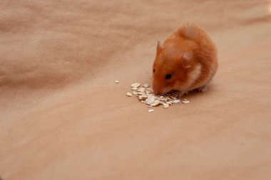 Kırmızı hamster açık kahverengi arka planda mısır gevreği yiyor..