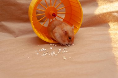 Kırmızı hamster, açık kahverengi arka planda hamster tekerleğinde mısır gevreği yiyor..