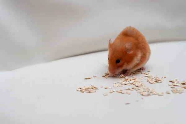 Kırmızı Hamster Beyaz Arka Planda Mısır Gevreği Yiyor — Stok fotoğraf