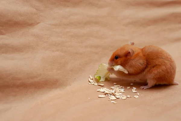 Kırmızı Hamster Açık Kahverengi Arka Planda Mısır Gevreği Lahana Yaprakları — Stok fotoğraf