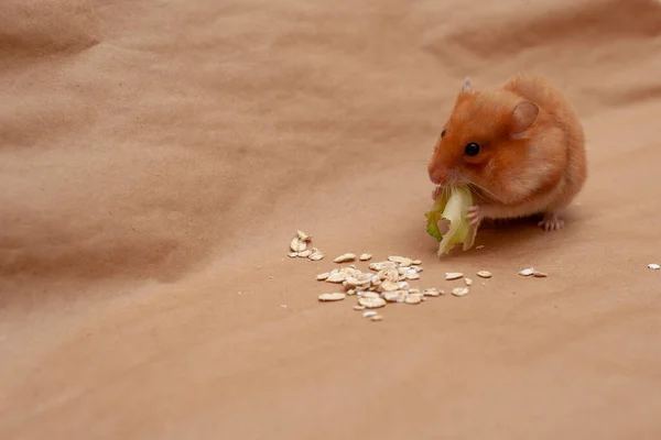 Hamster Vermelho Está Comendo Cereais Folhas Repolho Fundo Marrom Claro — Fotografia de Stock
