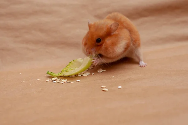 Hamster Vermelho Está Comendo Cereais Folhas Repolho Fundo Marrom Claro Fotos De Bancos De Imagens Sem Royalties