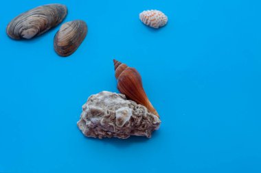 Mavi arka planda deniz kabukları ve istiridye kabuğu.