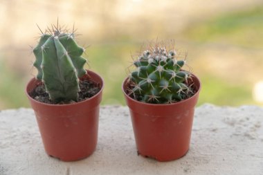 Bahçenin arka planında iki küçük kaktüs.