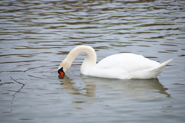 Izolovaná Bílá Labuť Jezeře Zimě Swan Pitná Voda — Stock fotografie