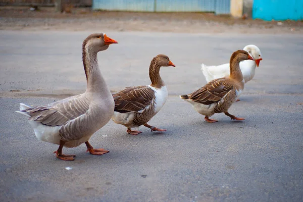 Flock Geese Road — Stock Photo, Image