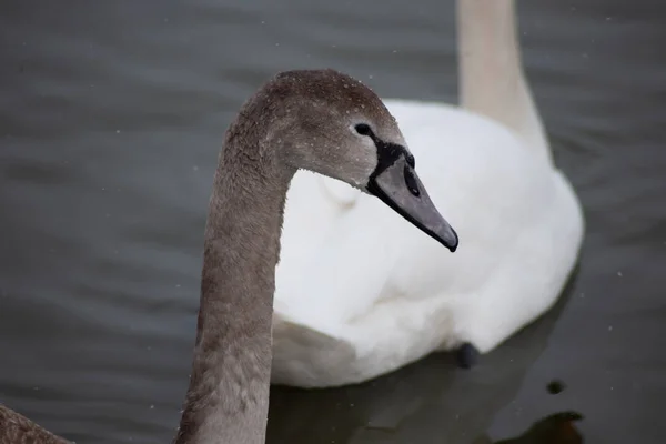 Grauer Kopf Des Schwans Der Weiße Schwan Und Der See — Stockfoto