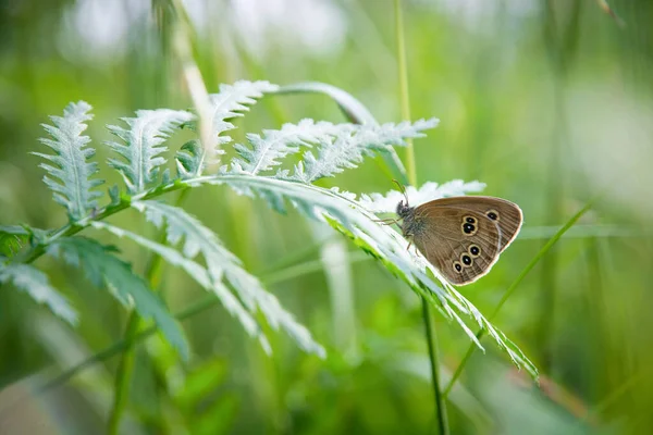 Aphantopus Hyperantus Motyl Siedzi Liściu Zielonym Tle Lecie Zbliżenie Rozmycia — Zdjęcie stockowe