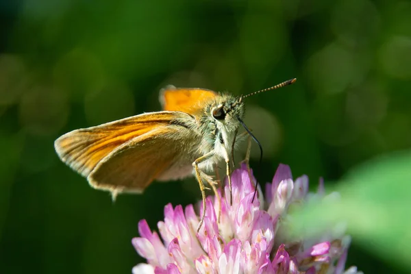 Skipper Schmetterling Saugt Nektar Mit Klee Rüssel Defokus Makro Mit — Stockfoto