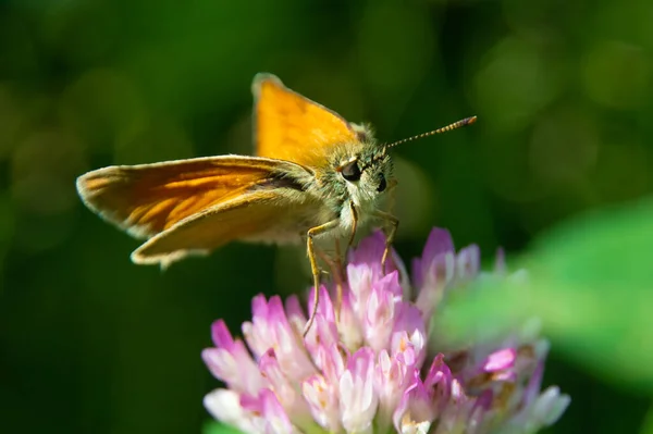 Patrón Mariposa Con Probóscis Plegado Sienta Una Flor Macro Desenfoque — Foto de Stock