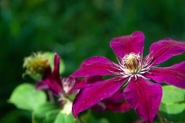 Flor Roxa Escalada Clematis Close Desfoque Fundo Verde Natural Com Fotos De Bancos De Imagens