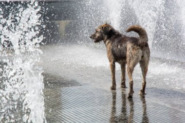Islak köpek fıskiyenin içinde duruyor ve su damlalarının ve derelerin etrafında bulanık.