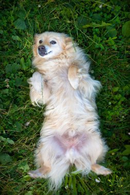 Yumuşak tüylü hafif köpek, göbeği yukarda çimlerin üzerinde uzanır ve kenarları bulanık bir şekilde üst manzaraya gülümser.