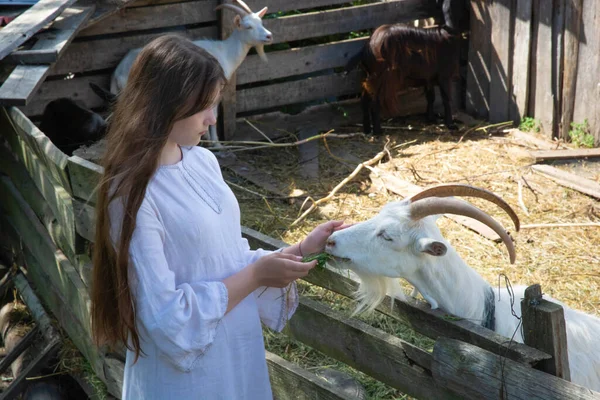 Triste Ragazza Abito Vintage Alimentazione Capra Con Primo Piano Sfocato — Foto Stock