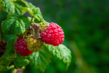 Yeşilliğin doğal bulanık arka planında bir dalda ahududu