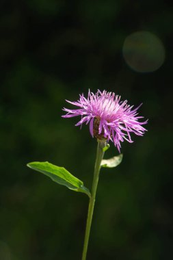 Bulanık bir arkaplanda bulanık bir mor çiçek.