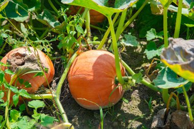 Doğal bulanık yeşillik ve zemin zemininde turuncu balkabağı