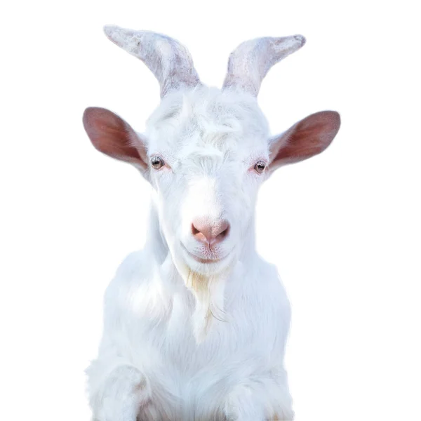 Witte Gehoornde Geit Met Een Baard Een Witte Achtergrond — Stockfoto