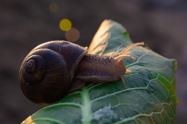 Slak Zit Een Groot Blad Een Donkere Wazig Natuurlijke Backgroun — Stockfoto