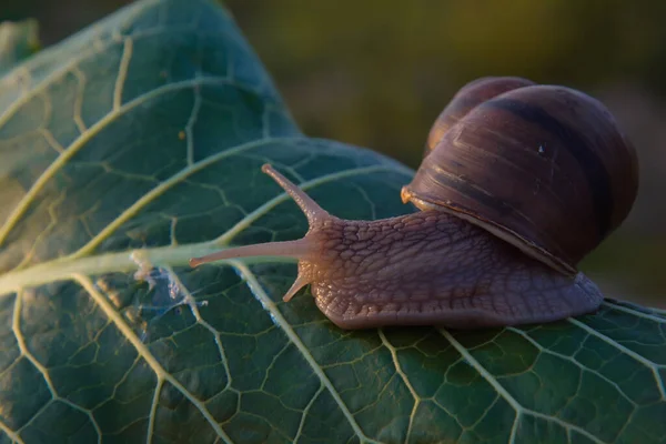 Big Grape Snail Green Leaf Blur Backgroun — Stock Photo, Image