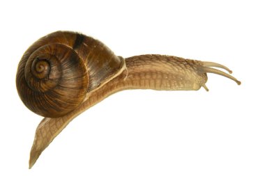 Büyük kahverengi salyangoz, beyaz arka grubunda izole edilmiş.