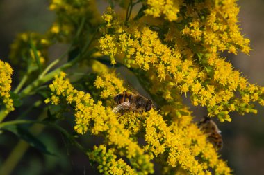 Koyu çiçekli arka planda orman arısı var.