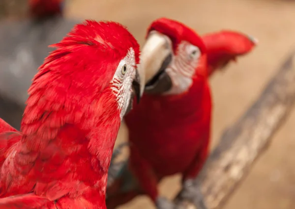 Δύο Κόκκινο Παπαγάλους Που Φαίνονται Κάθε Άλλο Στοκ Φωτογραφία — Φωτογραφία Αρχείου
