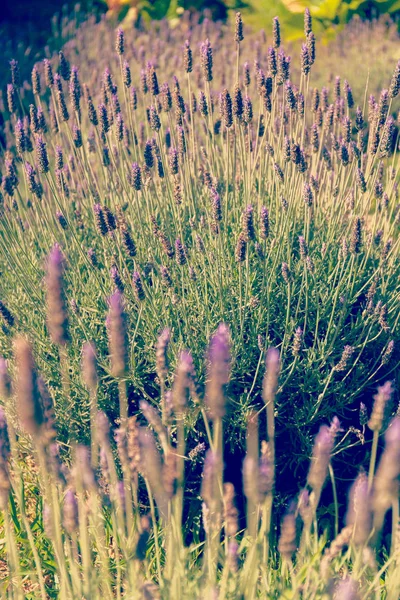 Piękna fioletowa Lawendowe pole w Boliwii. urocze tło — Zdjęcie stockowe