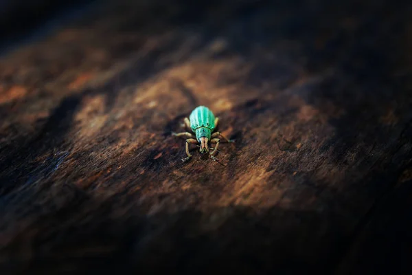 Polydrusus sericeus, Weevil verde da folha do imigrante, inseto azul — Fotografia de Stock