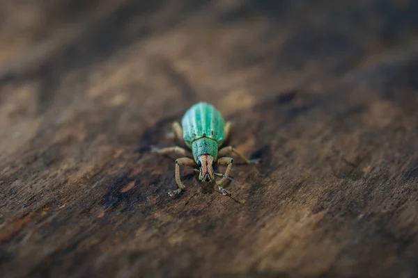 Polydrusus sericeus, Grüner Einwanderer-Blattrüssler, Blauer Käfer — Stockfoto