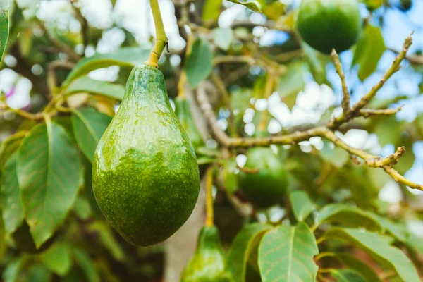 Кучка свежих авокадо, созревающих на ветке авокадо в солнечный день в саду — стоковое фото