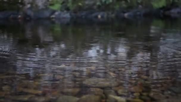 FERMER : Détail des gouttes de pluie tombant. Commencez la mousson. Les premières gouttes de pluie tombent dans un ruisseau tropical. Calme, atmosphère paisible — Video