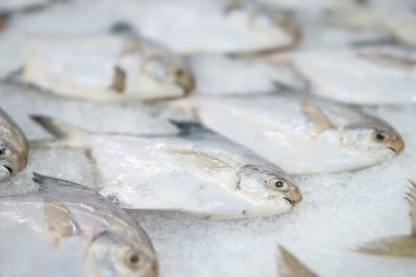 Süpermarkette ya da restoranda deniz ürünleri ve iyot yiyecekler için taze balık tepsisi üzerinde taze balık bulunan gümüş ya da beyaz Pompret ve çiğ kelebek balığı.