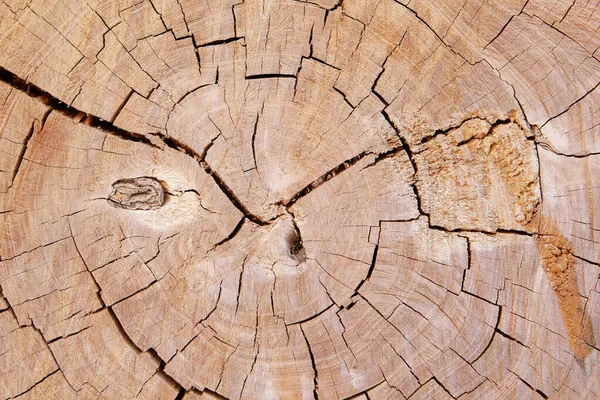 Trockener Und Toter Baumstumpf Mit Rissen Oder Bruch Und Gebrochener — Stockfoto