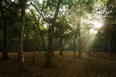 Orman, güneş ışığı ve sabah kamp yapmak için sıcak güneş ışığı yaz tatilinde yeşil ağaçla kamp yapmak, dinlenmek ve sonbaharda bahçeyle tatil gezisi yapmak için.