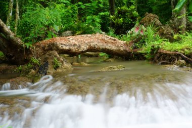 Yaz tatili için ağaçlı ve kütüklü temiz su akıntısı veya şelaleli ya da yeşil ormanlı ya da ormanlı ya da bahçeli kereste. Rahatlayın ve ulusal parktaki Kroeng Krawia 'da yürüyüş gezisiyle seyahat edin.
