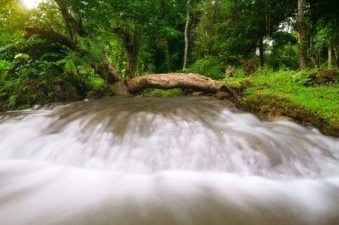 Yaz tatili için ağaçlı ve kütüklü temiz su akıntısı veya şelaleli ya da yeşil ormanlı ya da ormanlı ya da bahçeli kereste. Rahatlayın ve ulusal parktaki Kroeng Krawia 'da yürüyüş gezisiyle seyahat edin.
