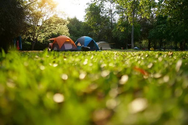 nature landscape camping tent under big tree on green grass meadow and waterfall in national park jungle for family vacation picnic on holiday relax travel and summer season with warm sunlight