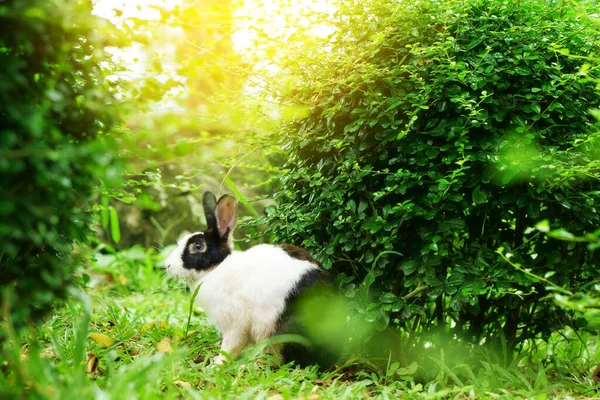 Wild Rabbit White Black Pet Bush Tree Green Grass Nature — Stock Photo, Image