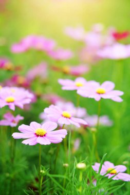 Yeşil yapraklı pembe çiçek ya da doğa bahçesindeki yaprak ya da güzel çayır ve kış çiçeği ya da dikey resimdeki sıcak güneş ışığıyla tatlı aşk için çiçek festivali.