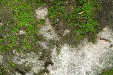 Beton zemin veya yeşil yosun bitkisi olan kirli zemin ve sokak yollarında doku ve arka plan için kaygan tehlike veya üst görünümde duvar kağıdı