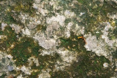 Beton zemin veya yeşil yosun bitkisi olan kirli zemin ve sokak yollarında doku ve arka plan için kaygan tehlike veya üst görünümde duvar kağıdı