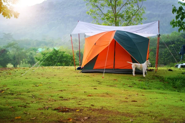 Natur Landskap Camping Tält Och Vit Hund Med Träd Grönt — Stockfoto