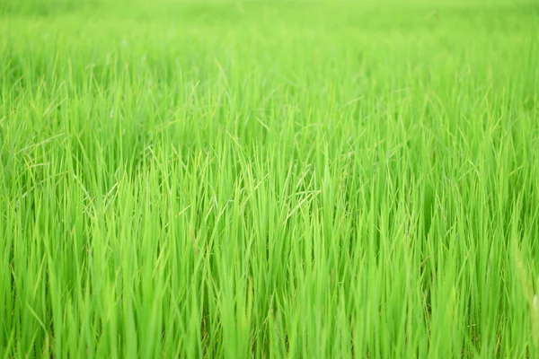 Green Rice Leaves Paddy Field Sapling Agriculture Farm Harvest Main — Stock Photo, Image