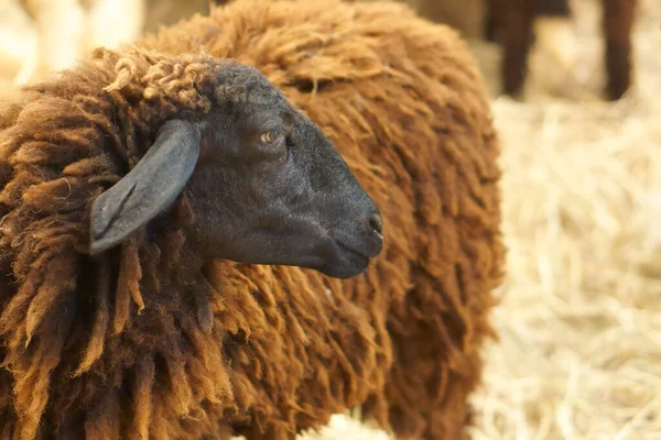 Gros Plan Tête Mouton Noir Foncé Pour Différent Avec Paille — Photo